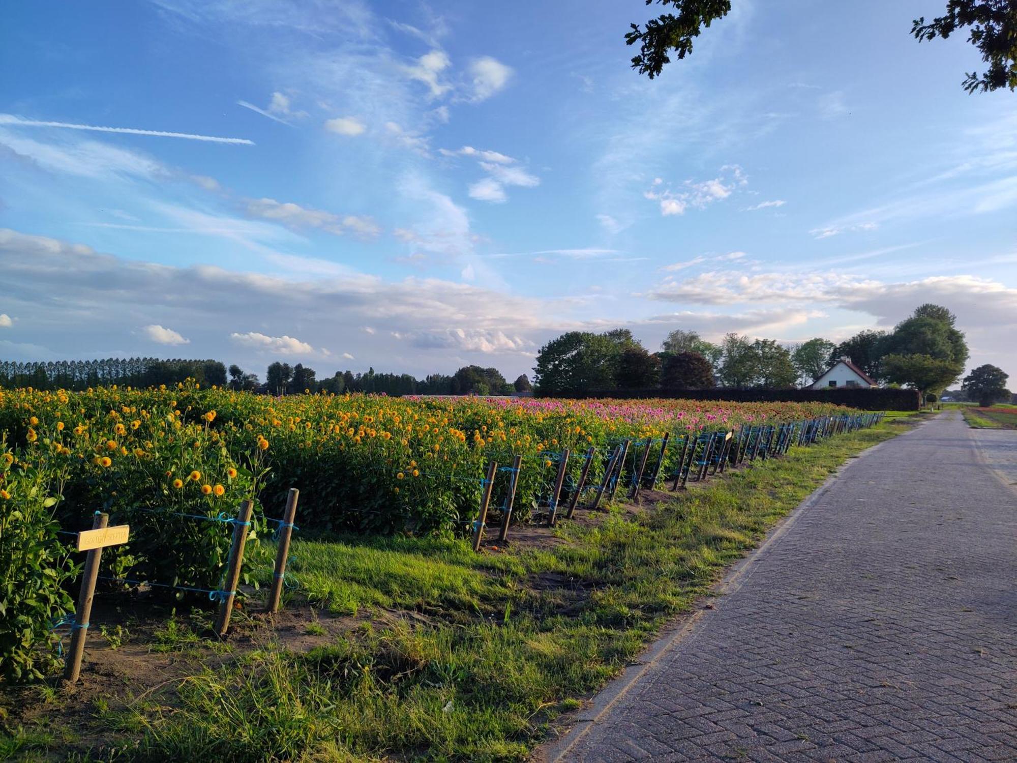 'T Voske Bed & Breakfast Zundert Dış mekan fotoğraf